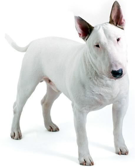 BullTerrier.jpg