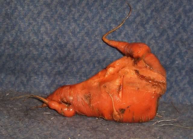 carrot1.jpg