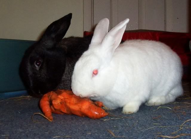 carrot3.jpg