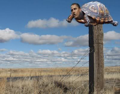 postturtleObama.jpg