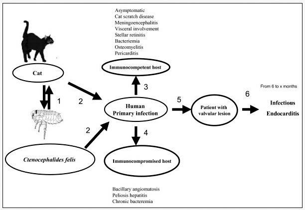 Bartonella Henselae Bacteria