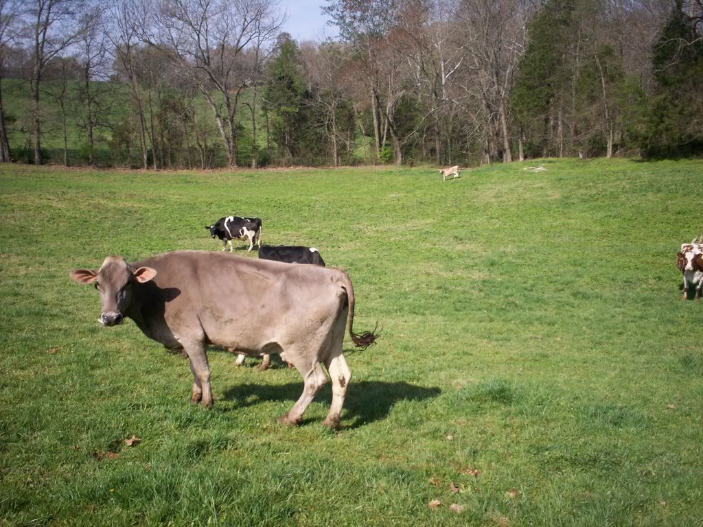 Molly's Motel - Cattle