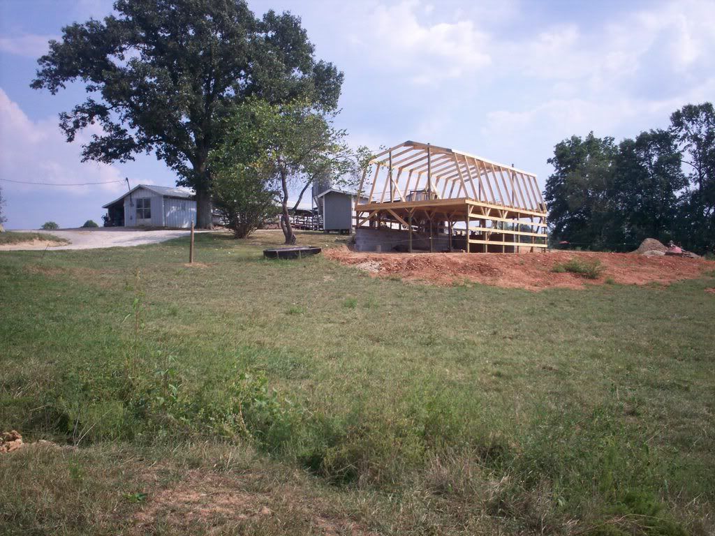 Molly's Motel - Cattle