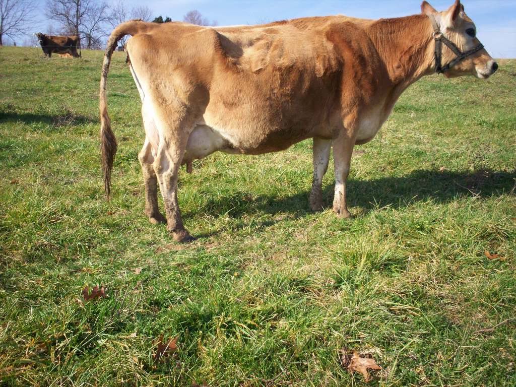 What does your pasture look like today?? - Cattle