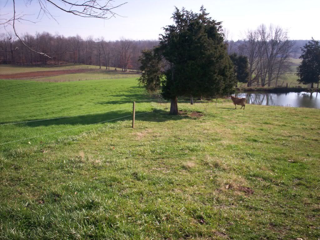 What does your pasture look like today?? - Cattle
