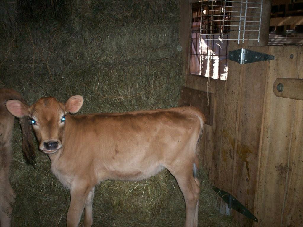 Jersey Heifers for sale - Cattle