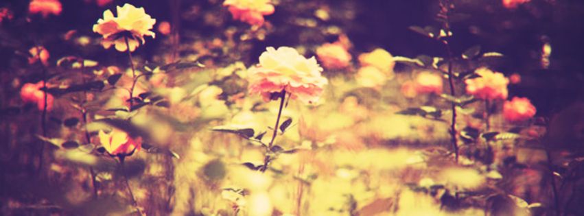 Blur Flower Facebook Cover Photo