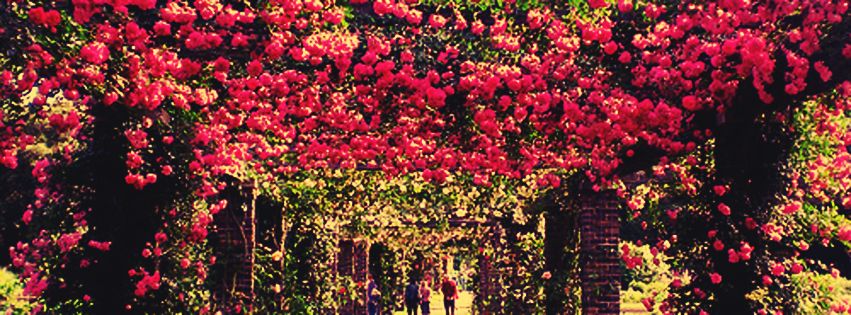 Nice View And Flowers Facebook Cover Photo