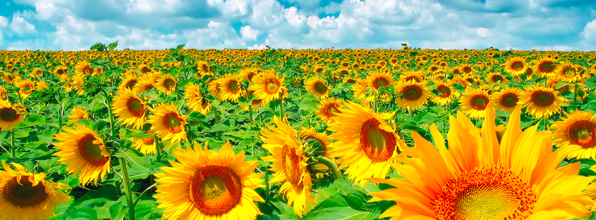 Sunflower Summer Facebook Cover