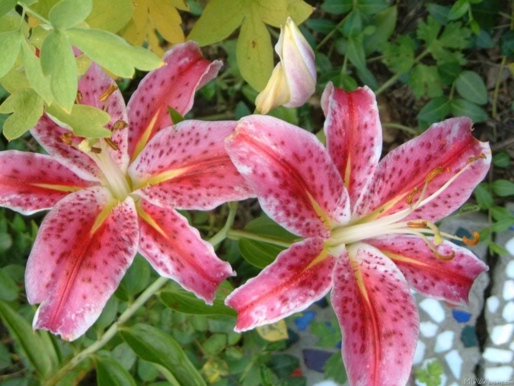 pink lilies Image