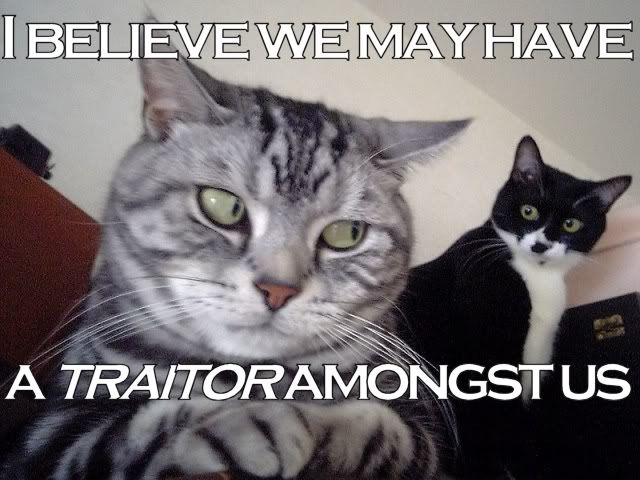 cattraitor.jpg