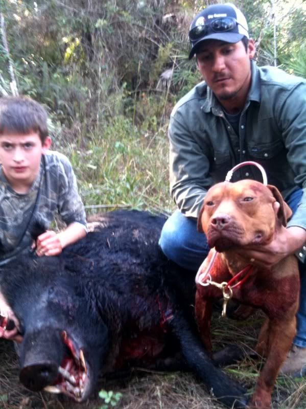 http://i160.photobucket.com/albums/t167/ChampionRedPits/Hog%20Hunting/photo2.jpg