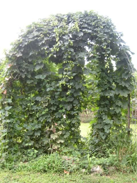 Interesting use for Old Hog Panels - Homesteading Questions