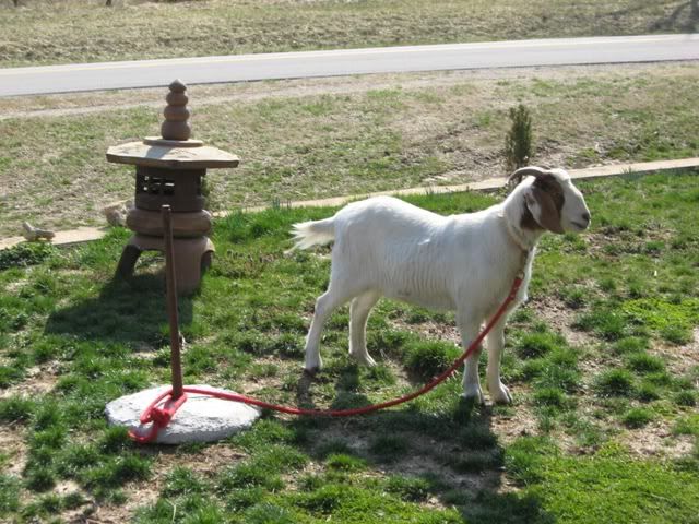 Doesn't everyone mow their lawn like this? - Homesteading Questions