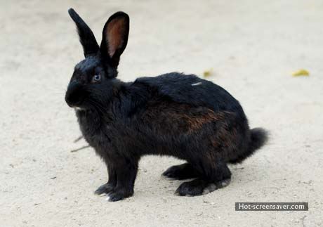 For Sale:  Stunted Brangus/Romanola Heifer Calf - Cattle