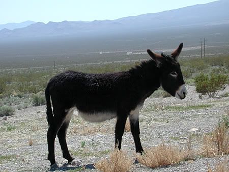 For Sale:  Stunted Brangus/Romanola Heifer Calf - Cattle