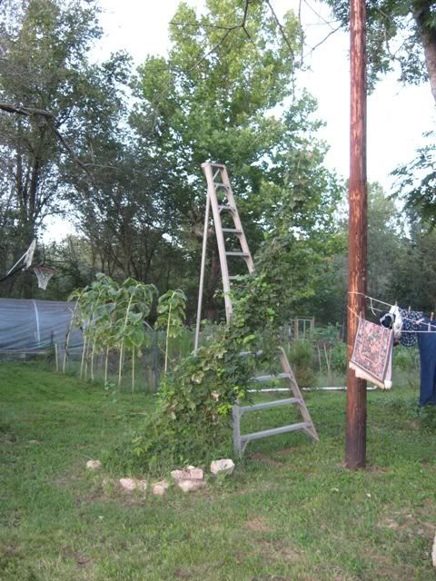 Hops?? - Homesteading Questions
