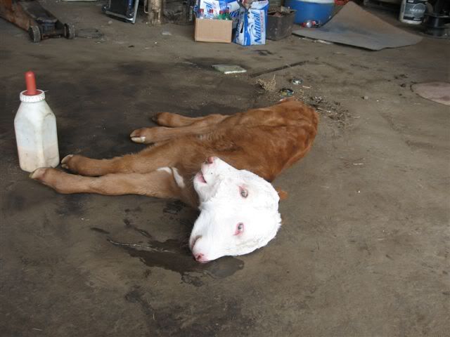 Coworker had a two faced calf born last week - Cattle
