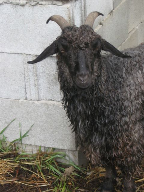 My very silly goat - Fiber Arts