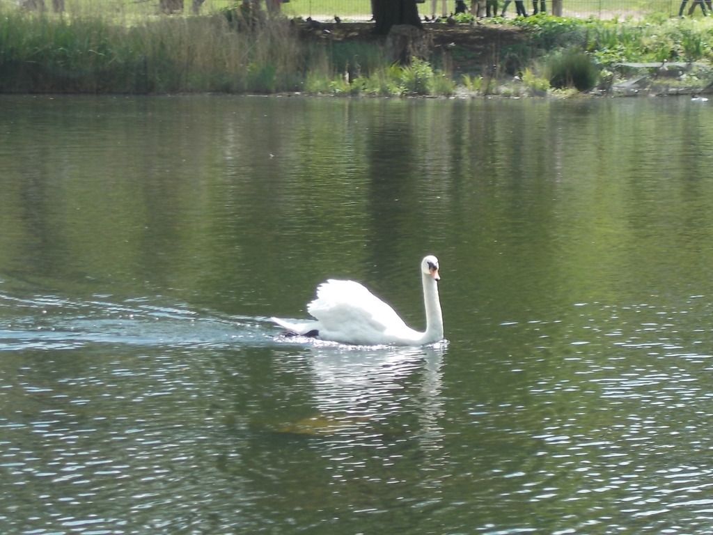 http://i160.photobucket.com/albums/t167/llorentz/DSCN1186_zpst4xmudsf.jpg