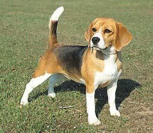 1113452028beagle_4.jpg