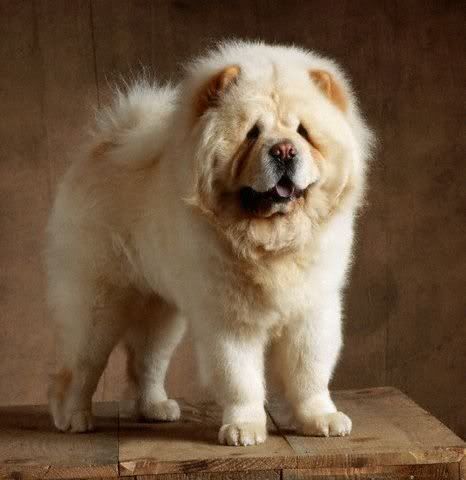 1113543631chow_chow__7.jpg