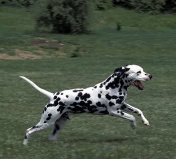 1113553951dalmacyali_12.jpg