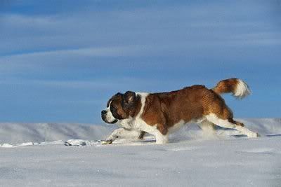 1113590898saint_bernard_9.jpg