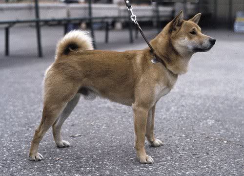 1134360404ainu_1.jpg