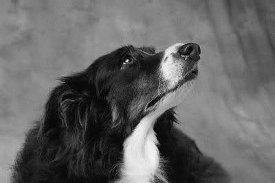 1113477530border_collie_20.jpg