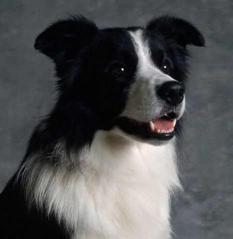 1113477533border_collie_19.jpg