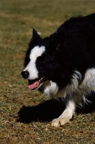 1113477557border_collie_13.jpg