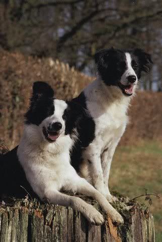 1113477571border_collie_9.jpg