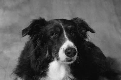 1113477574border_collie_8.jpg