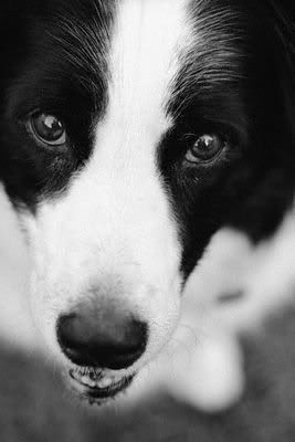 1113477577border_collie_6.jpg