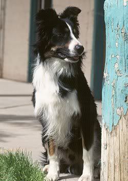 1113477581border_collie_5.jpg