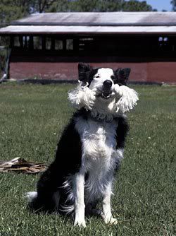 1113477584border_collie_4.jpg