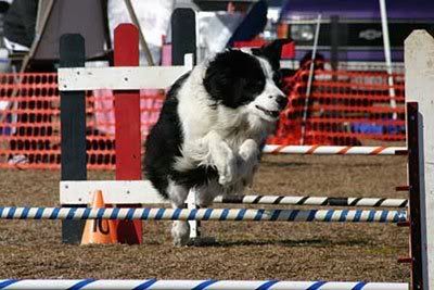 1113477590border_collie_2.jpg