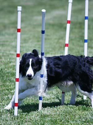 1113477593border_collie_1.jpg