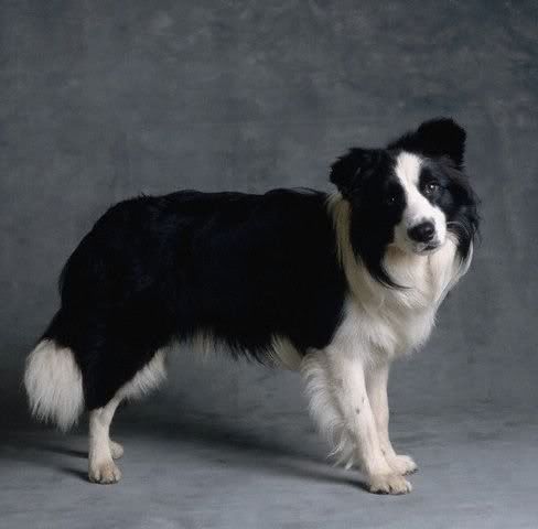 1113477597border_collie_12.jpg