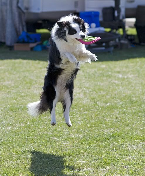 495px-Border_Collie_discdog_jump.jpg