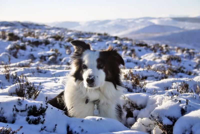 800px-Border_Collie_Griff.jpg