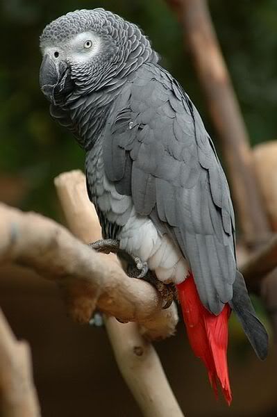 399pxbuberelgrayparrotrk1.jpg