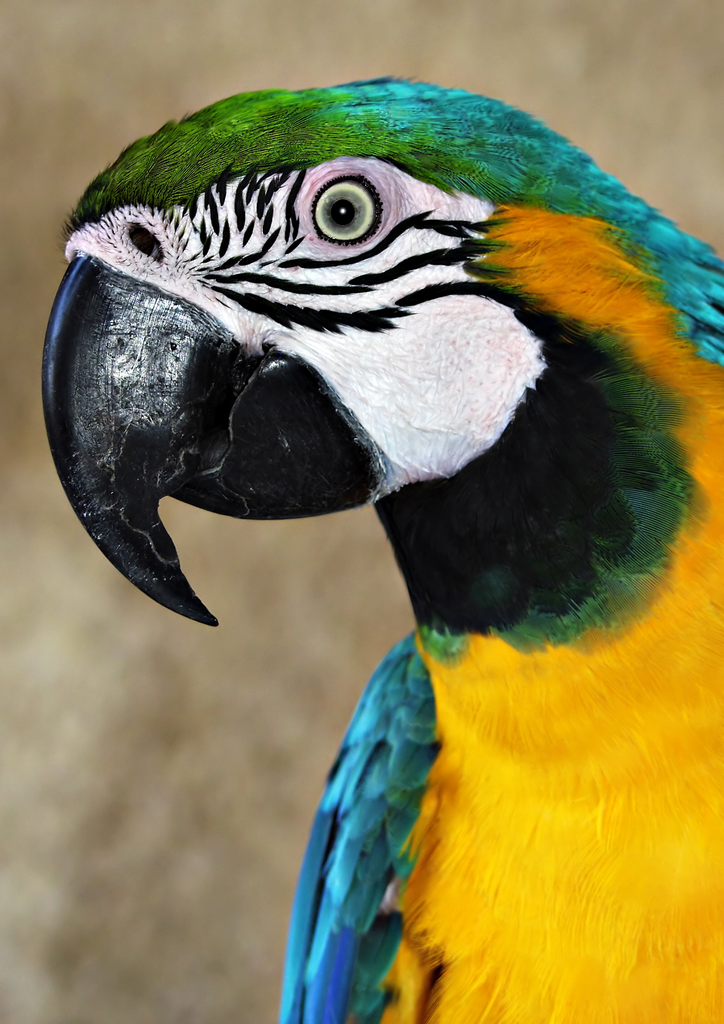 Parrot.png