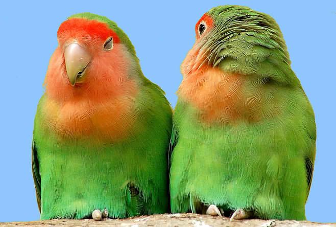 peachfaced20lovebird20svd4.jpg