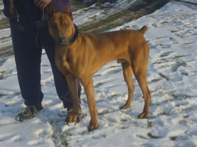 buck17months0021bf598rv1.jpg