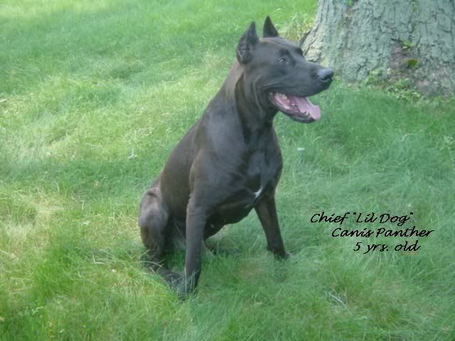 chiefsit6021bd7abav6.jpg