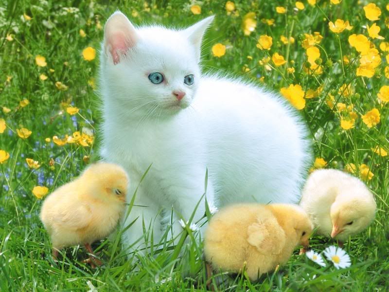 yavru-kedi-ve-civcivler.jpg