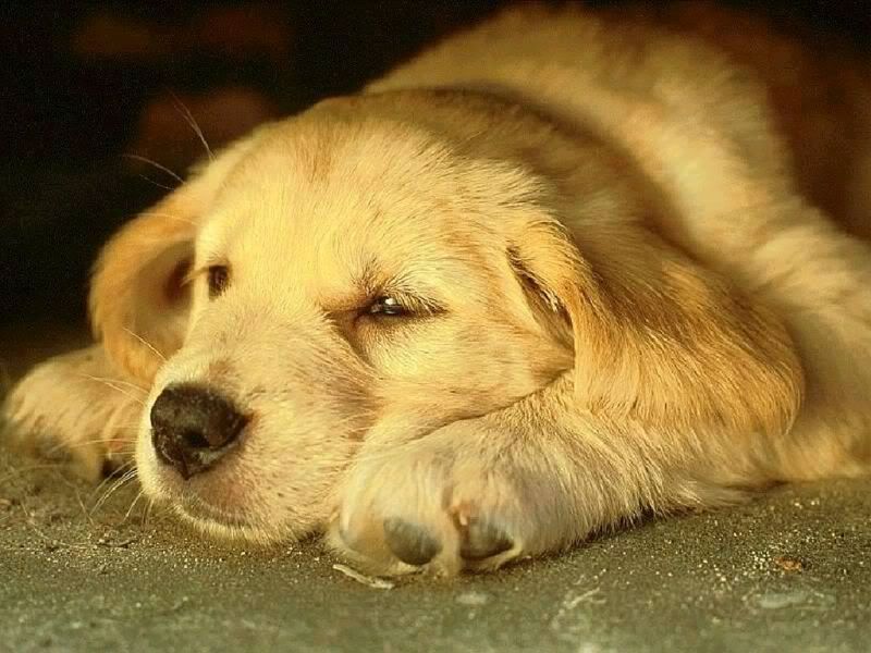 dog10.jpg