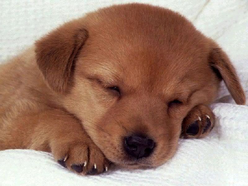 dog11.jpg
